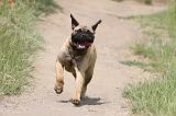 BULLMASTIFF 319